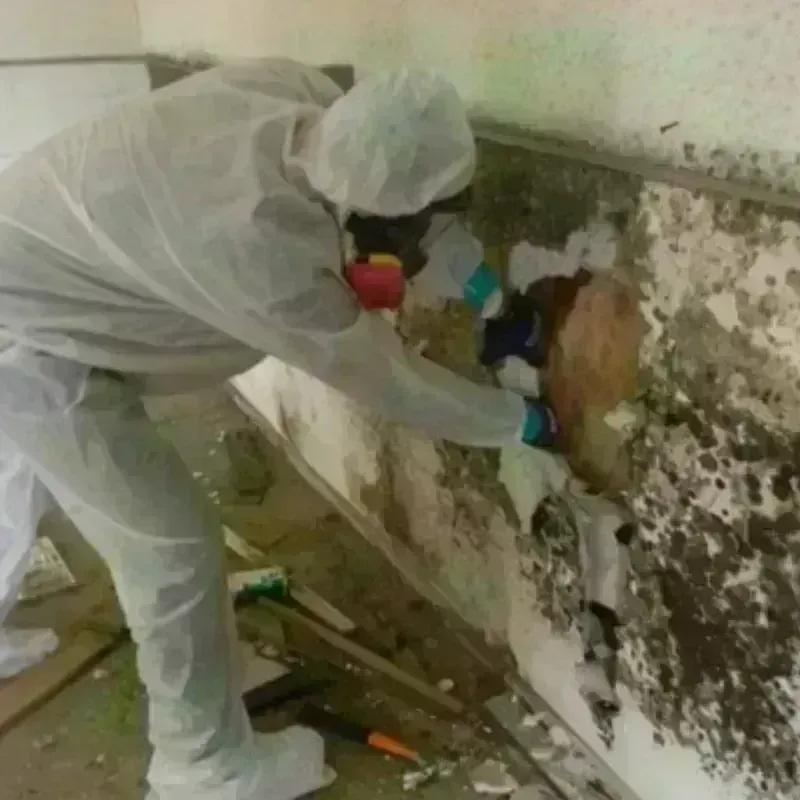 Best Mold Remediation and Removal Service in Staunton, VA